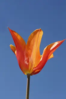 Tulip: Tulip, Single orange flower an stem with blue sky