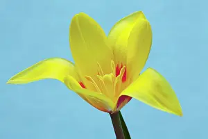 Speciosa: Tulip