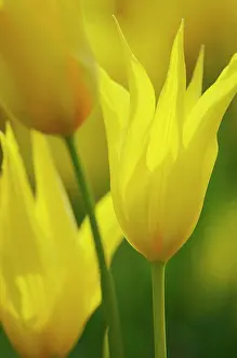 Speciosa: Tulip
