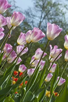 Storage: Tulip Sweety in bloom in a garden