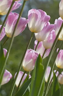 Storage: Tulip Sweety in bloom in a garden