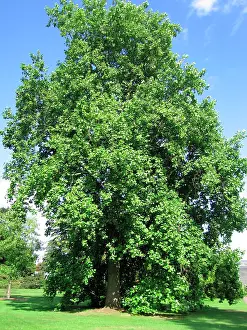 Liriodendron: Tulip Tree