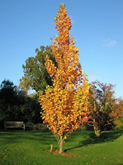 Liriodendron: Tulip Tree