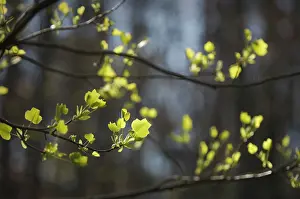 Liriodendron: Tulip tree