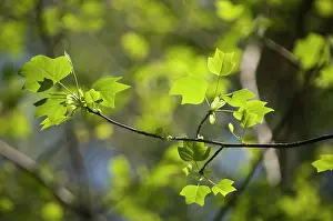 Liriodendron: Tulip tree