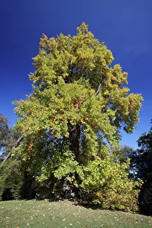 Liriodendron: Tulip Tree - autumn