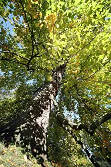 Liriodendron: Tulip Tree - autumn