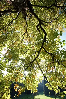 Liriodendron: Tulip Tree - autumn