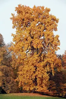 Liriodendron: Tulip Tree - autumn