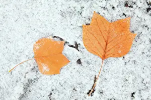 Liriodendron: Tulip Tree - autumn leaves on ground and hoar frost
