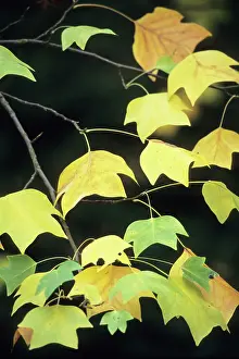 Liriodendron: Tulip Tree - leaves in autumn colour