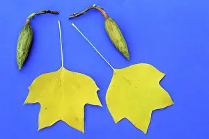 Liriodendron: Tulip Tree - leaves in autumn colour, and ripening