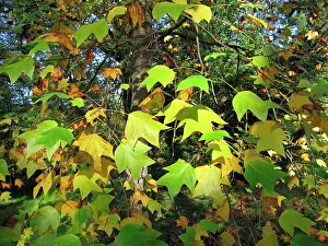 Liriodendron: Tulip Tree - Leaves just turning to Autumn colours
