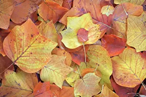 Liriodendron: Tulip Tree - leaves showing autumn colour