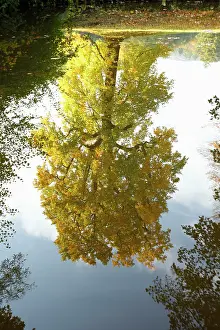 Liriodendron: Tulip Tree - reflection in lake - autumn