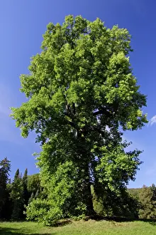 Liriodendron: Tulip-Tree - standing in park