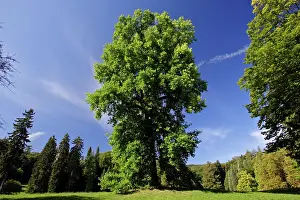 Liriodendron: Tulip-Tree - in Wilhems-HAihe hill park