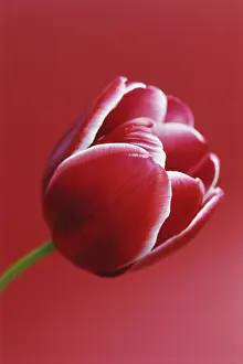 Triumph: Tulip