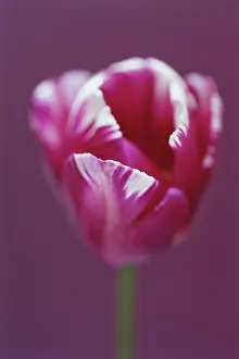 Triumph: Tulip