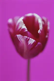 Triumph: Tulip