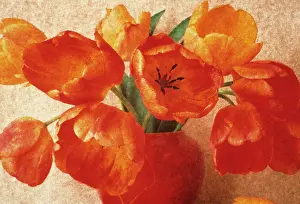 Photographic: Tulip
