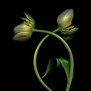 Strengthen: Tulip