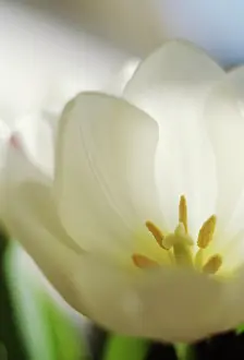 Condolence: Tulip