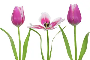 Strengthen: Tulip