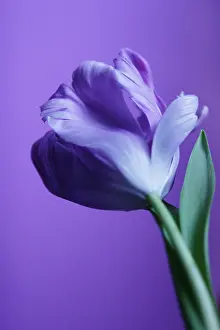 Aloof: Tulip