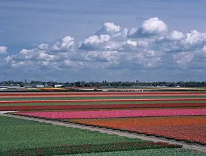 Cloudscape: Tulip