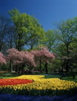 Formal: Tulip