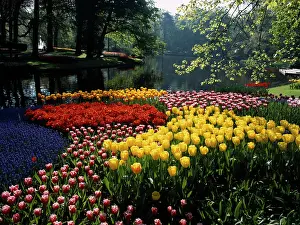 Formal: Tulip
