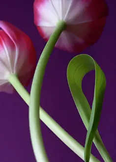 Unhappy: Tulip