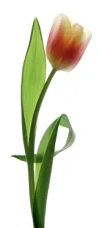 Comedy: Tulip