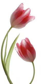 Adoring: Tulip
