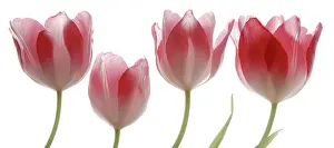 Combined: Tulip