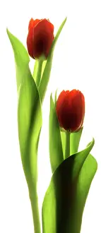 Leadership: Tulip