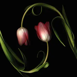 Adoring: Tulip