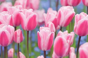 Forget: Tulip