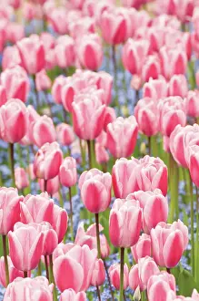 Nots: Tulip