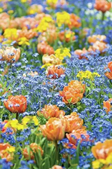 Forget: Tulip