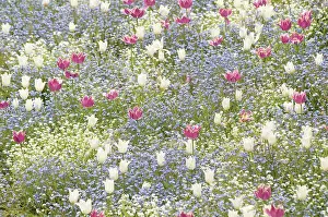 Forget: Tulip