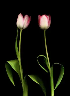 Comedy: Tulip