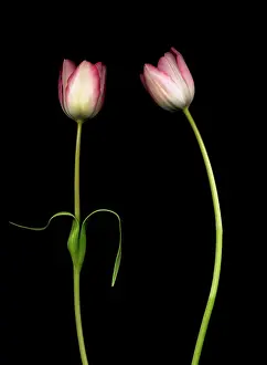 Comedy: Tulip