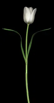 Comedy: Tulip