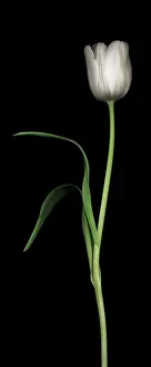 Comedy: Tulip