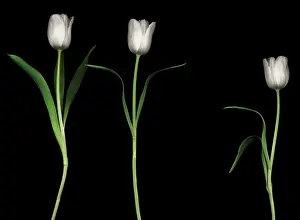 Comedy: Tulip