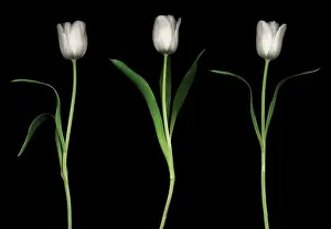 Comedy: Tulip