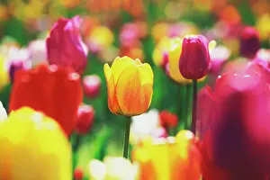 Independence: Tulip