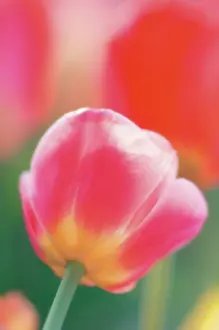 Aloof: Tulip
